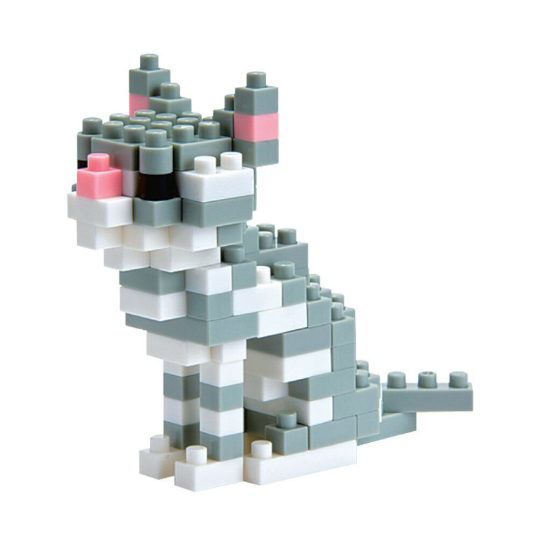 American Shorthair NBC-032